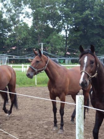 harper_hanover_vinder